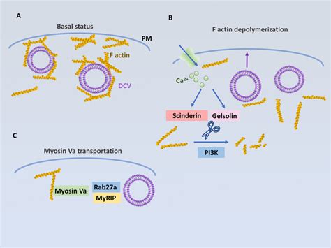 F Actin Network Controls DCV Tethering Transport And Secretion At The