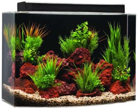 Gallon Fish Tank Bow Front Ape Aquarium Fish