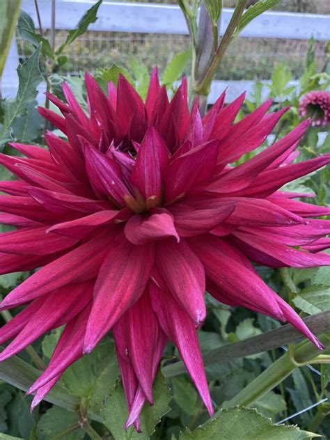 AC ATM Soaring Heart Dahlias