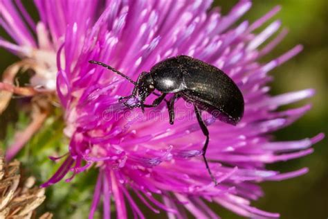 Black Beetle on Pink Thistle Flower. Podonta Sp. from the Family ...