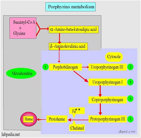 Porphyrias Porphyrins Porphobilinogen Labpedia Net