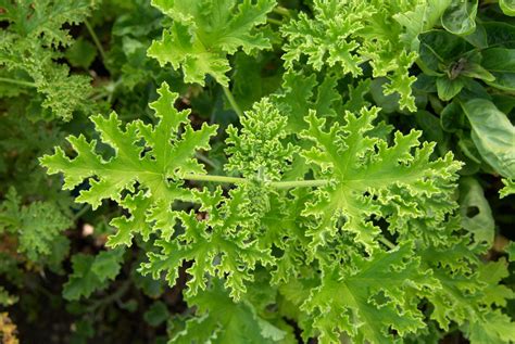 How To Plant And Grow Scented Geranium