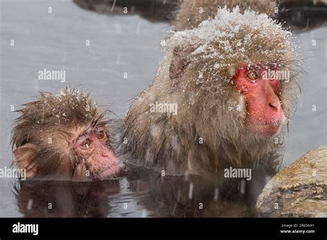 Snow Monkeys Bathing In A Hot Spring Stock Photo Alamy