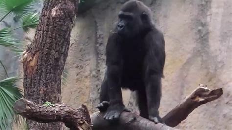 Gorillas Okanda Und Tano Leopard Julius Tierpark Hellabrunn YouTube