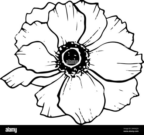 Anemone Flower Floral Illustration In Black White Stock Vector Image