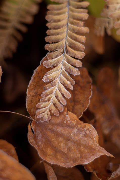 Frosty Epimedium 4 Scott Weber Flickr