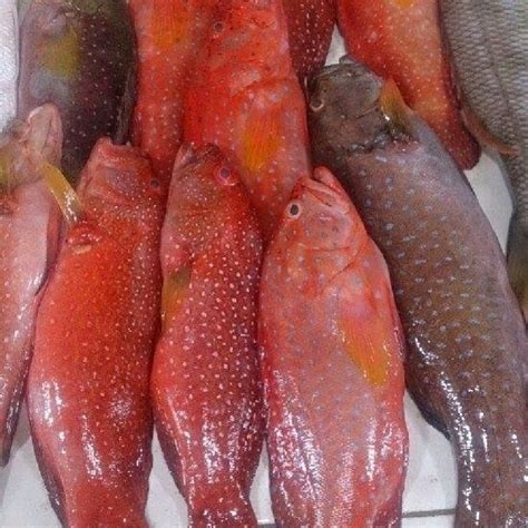 jual ikan kerapu merah kerapu sunu kg shopee indonesia