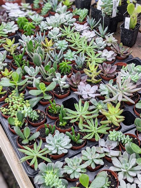 Taking care of succulents indoors...6 tips for plant killers!