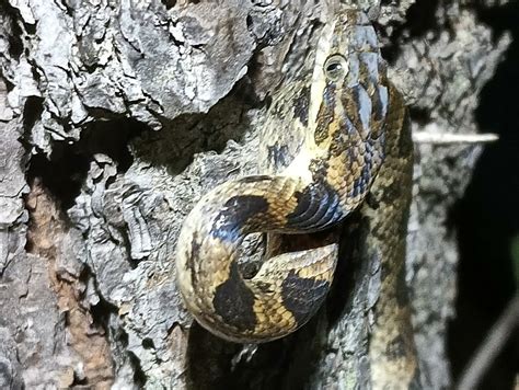 Southwestern Cat Eyed Snake From Mich M Xico On July