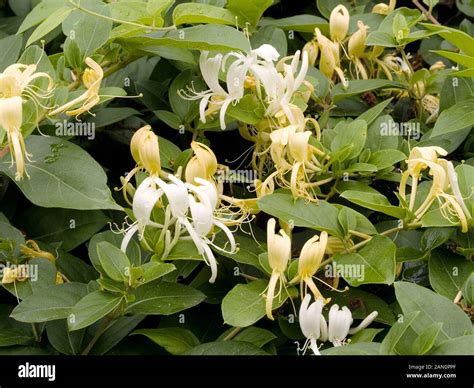 Lonicera Japonica Halliana Stock Photo Alamy