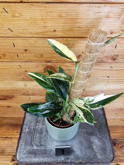 A Potted Plant Sitting On Top Of A Scale