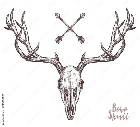 Sketch Of Hipster Deer Skull With Tribal Arrows Boho Hand Drawn