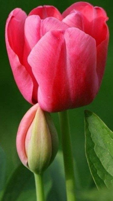 Pin By Ane Castro On Beautiful Tulips Flowers Photography Exotic