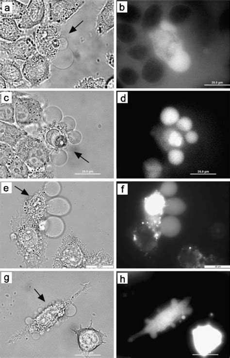 Material Flows From The Surrounding Media Into The Irradiated Cell