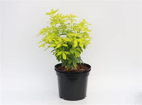 Choisya ternata 'Sundance' | Shrub | Hedge Xpress