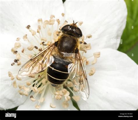 Eristalis Nemorum Hi Res Stock Photography And Images Alamy