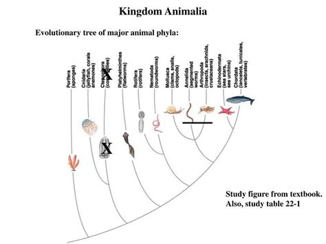 Ppt Kingdom Animalia Powerpoint Presentation Free Download Id6908729