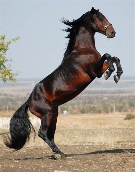 Épinglé Sur Horses Les Plus Beaux Chevaux Beaux Chevaux Cheval