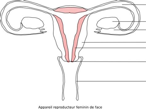 Système Reproducteur Féminin 1 Diagram Quizlet