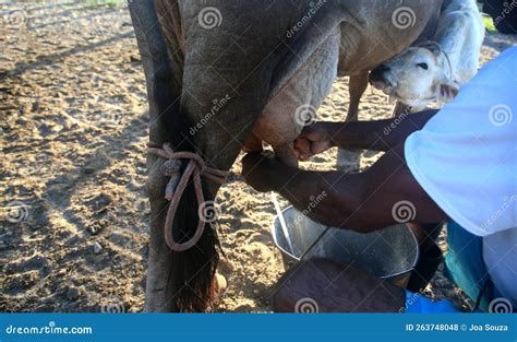 Cowboy Milking Me Dairy Cow Stock Photo - Image of baby, hungry: 263748048