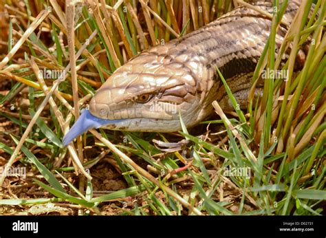 Australian Eastern Blue Tongue Lizard Emerging From Reeds Tiliqua