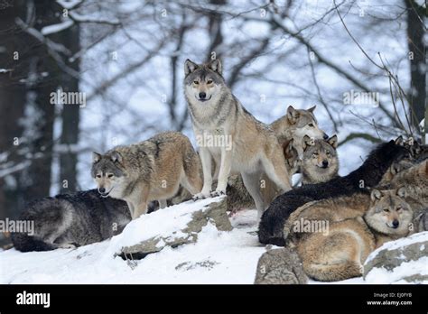 Wolf, animal, predator, wolves, predators, gray wolf, canids, Canis ...