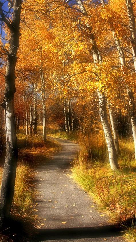 Guide to Lake Tahoe Fall Colors • Lake Tahoe Guide