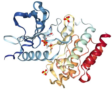 FGFR2 Protein Overview Sino Biological