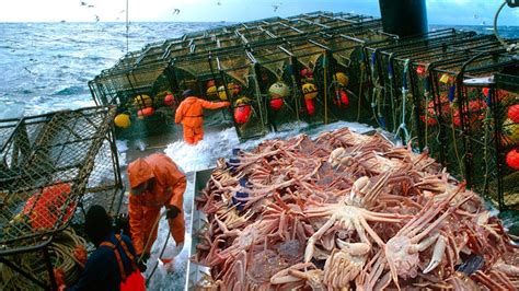 Amazing King Crab Catching Caught Hundreds Of Tons Of King Crab On A