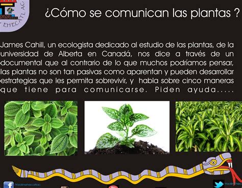 Descubre C Mo Se Comunican Las Plantas Secretos Revelados Eco