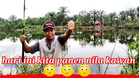 Strike NILA Bertubi Tubi Mancing Ikan Nila YouTube