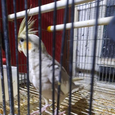 Jual Burung Parkit Falk Australi Shopee Indonesia