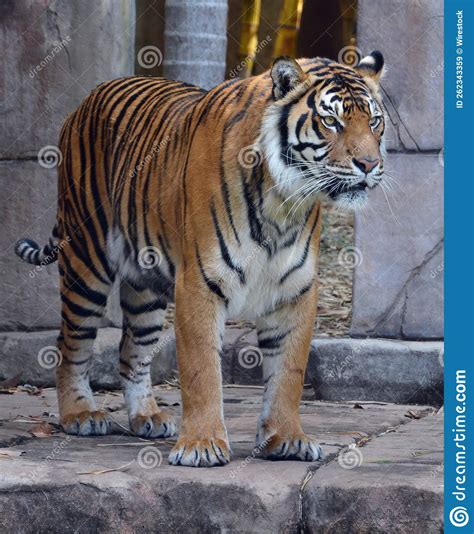 Disparo Vertical De Un Tigre Imagen De Archivo Imagen De Fauna Cara