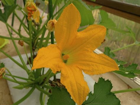 How To Grow Watermelons In A Greenhouse | Greenhouse Emporium