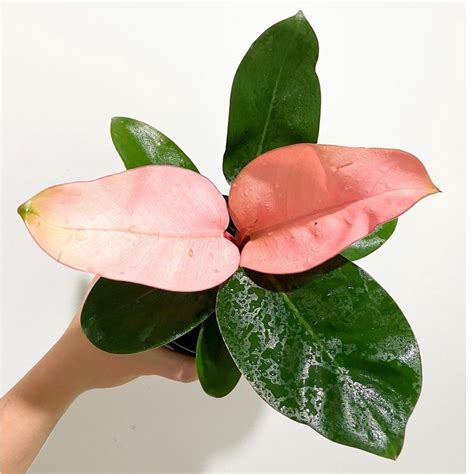 Jual Philodendron Pink Congo Philo Anakan Tanaman Pilodendron Tanaman