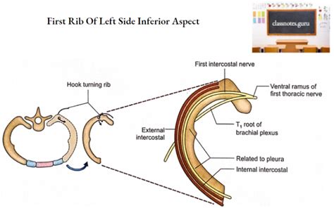 Ribs Anatomy Ligaments And Clinical Notes Class Notes