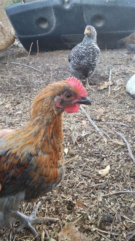 Need Help Sexing My Marans Backyard Chickens Learn How To Raise Chickens