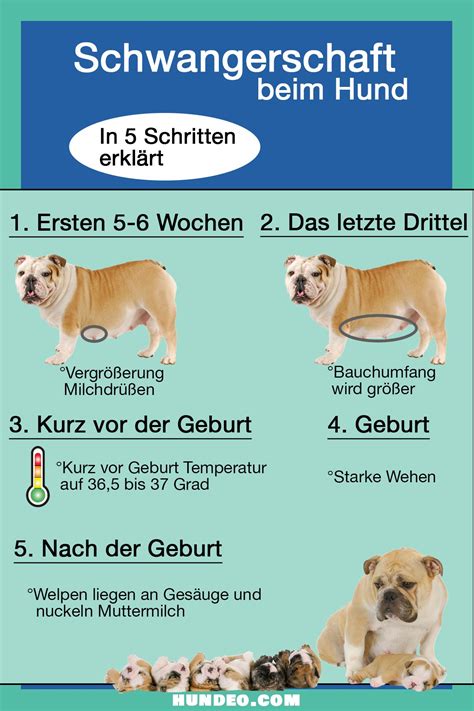 Du möchtest alles über die Schwangerschaft beim Hund wissen? In unseren