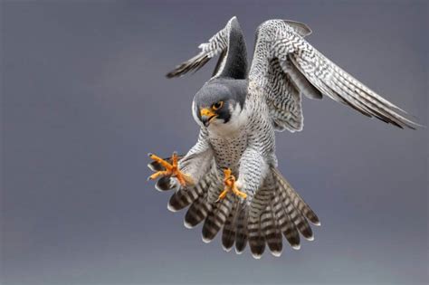 Africa’s Birds of Prey (With Pictures)