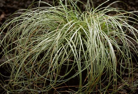 Carex Frosted Curls Stock Image B8042796 Science Photo Library