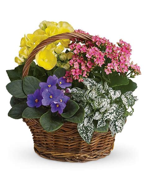 Flowering Plant Delivery - From You Flowers