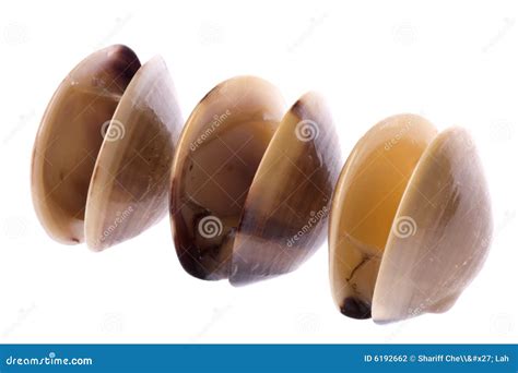 Live Edible Clams Isolated stock photo. Image of culinary - 6192662