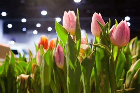 The Rhode Island Spring Flower And Garden Show Things To Do In Ri