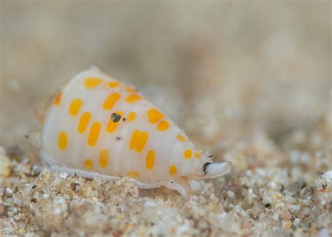 Tessellate Cone Conus Tessulatus For More Marine Life P Flickr