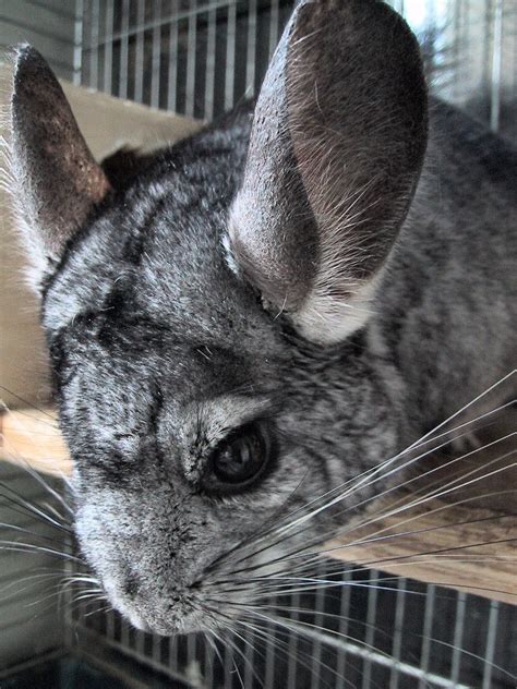 Chinchilla D Finition Et Explications