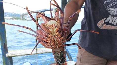 Ekspor Benih Bening Lobster Picu Perlambatan Budidaya Kompas Id