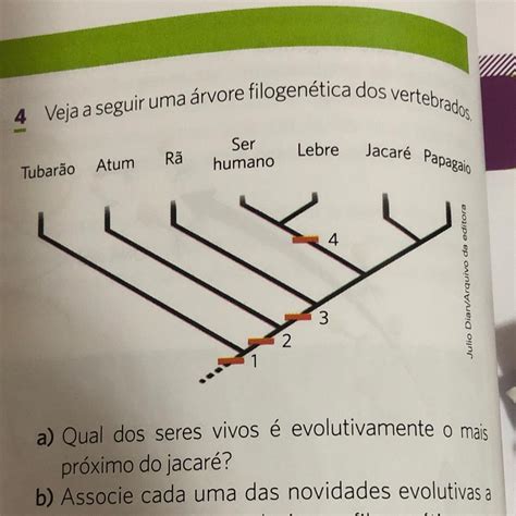 Veja A Seguir Uma Rvore Filogen Tica Dos Vertebrados A Qual Dos