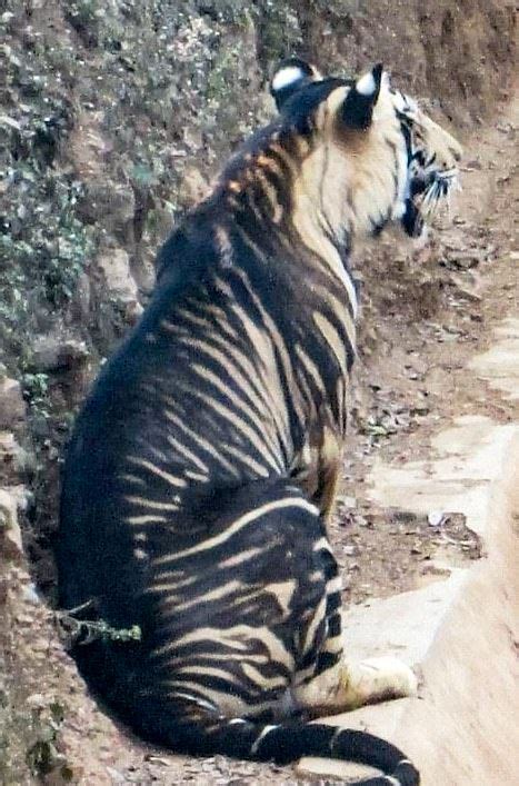 En Inde un photographe a capturé le cliché d un tigre noir extrêmement