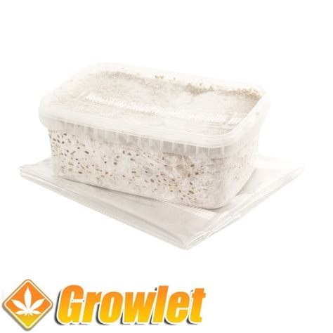 Kit De Cultivo De Setas Colombianas Growlet