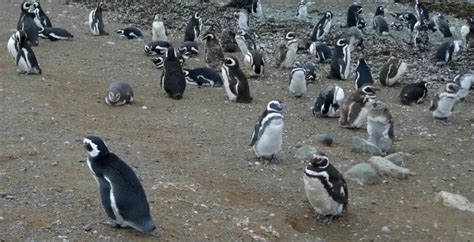 Pinguim de Magalhães Características Nome Científico e Fotos Mundo